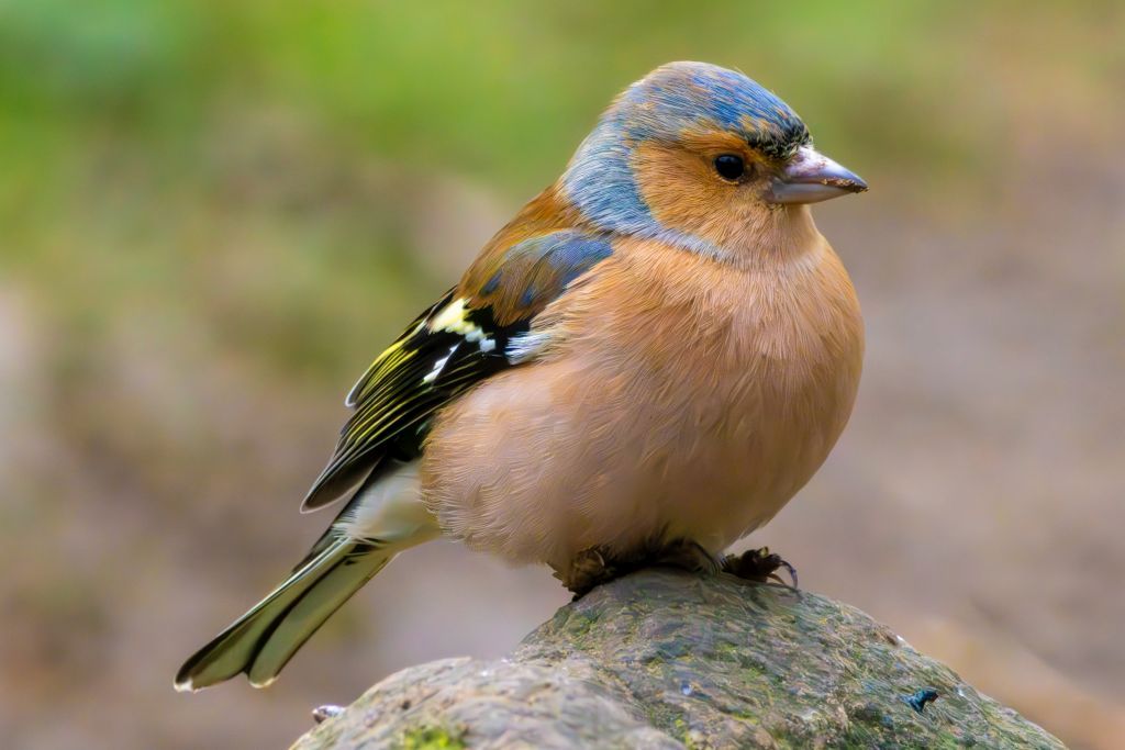 Eurasian Chaffinch (Fringilla coelebs) Male